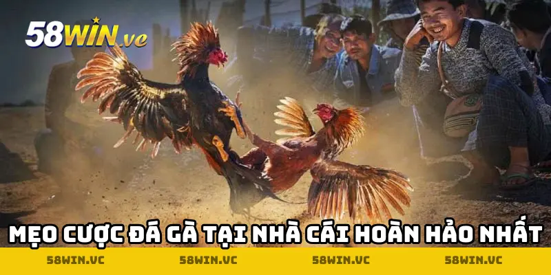 Mẹo cược đá gà tại nhà cái hoàn hảo nhất